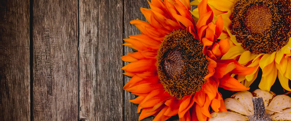 sunflower pumpkin on wooden background