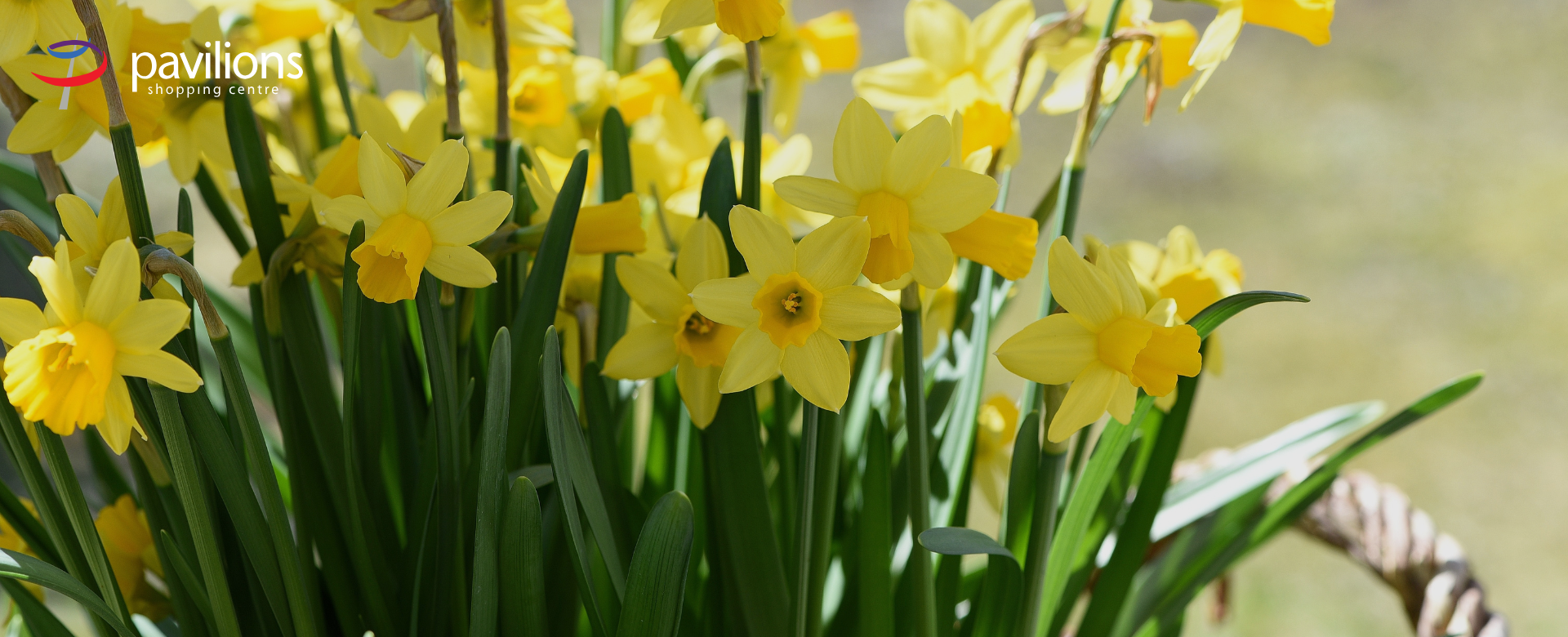 Pavilions Banners (3)